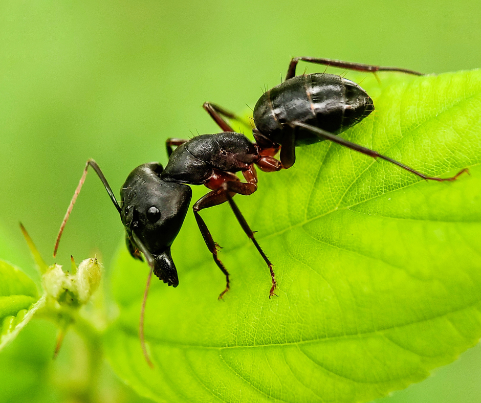 Close-up of carpenter ants showing large black ants that hollow out wood to build nests