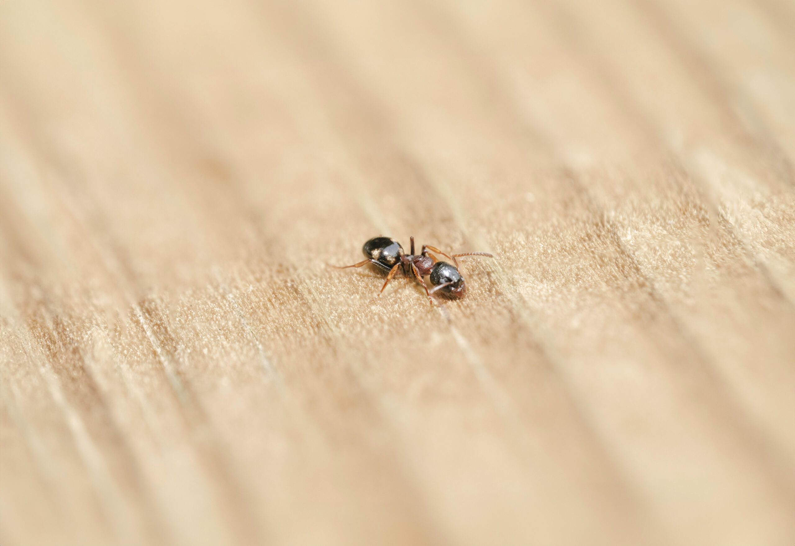 ant suppression for homes in north carolina