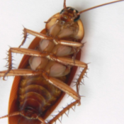 10-Interesting-Facts-About-Roaches-1-2.png
