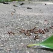 7-Food-Storage-Techniques-to-Prevent-House-Ants-1-1.jpeg