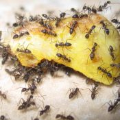 Are-You-Setting-Yourself-Up-for-an-Ant-Infestation-at-Home-1-1.jpg