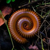 Centipedes-Millipedes-in-NC-Identification-and-Control-1-1.jpg