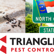 Common-Types-of-Ants-In-North-Carolina-Identification-Tips-1-1.png