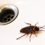 Debunking-the-7-Biggest-Pest-Control-Myths-in-North-Carolina-1-9.jpg