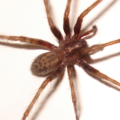 How to Control Spiders in Raleigh NC