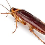 How-to-Eliminate-Palmetto-Bugs-from-your-Home-1-1.jpg