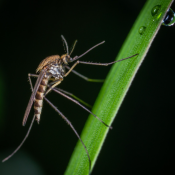 Macro image of a mosquito on green grass, common during mosquito season