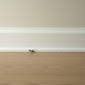 Ants before spring indoors near baseboard