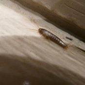 Silverfish-in-North-Carolina-Identification-Prevention-and-Removal-1-1.jpg