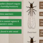 Termite-Swarming-Everything-You-Need-to-Know-About-Swarming-Season-1-1.jpg