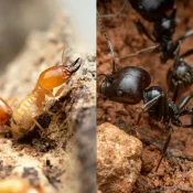 Termites vs Carpenter Ants (3)
