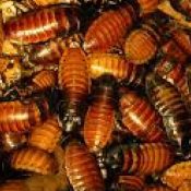 The-6-Step-Guide-to-Getting-Rid-of-Roaches-1-1.jpeg
