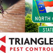 Types-of-Mosquitoes-In-North-Carolina-Identification-and-Removal-1-1.png