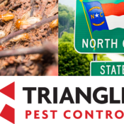 What-You-Need-To-Know-About-Termites-In-North-Carolina-Types-and-Identification-1-1.png
