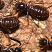 Why-You-Need-a-Professional-to-Kill-Termites-1-1.jpg