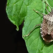 stink bug on a leaf