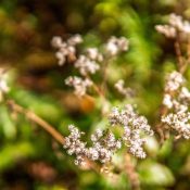 pexels-nc-farm-bureau-mark-34518016